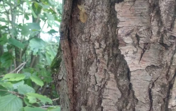 “Alone” in the woods – new marteloscope in Flanders