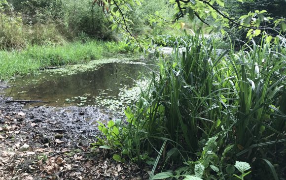 New publication on Closer-to-Nature Forest Management