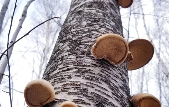 Birch tree and biodiversity Birch tree and biodiversity