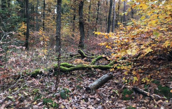 Upcoming event-Are climate change adaptation, mitigation and biodiversity conservation in European forests two sides of the same coin?