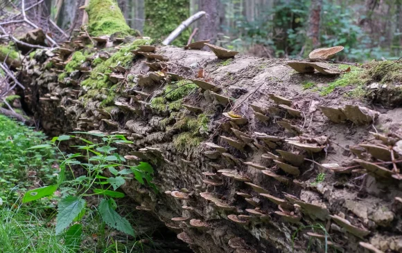 Forest management and biodiversity: Postgrad course in Bialowieza reserve